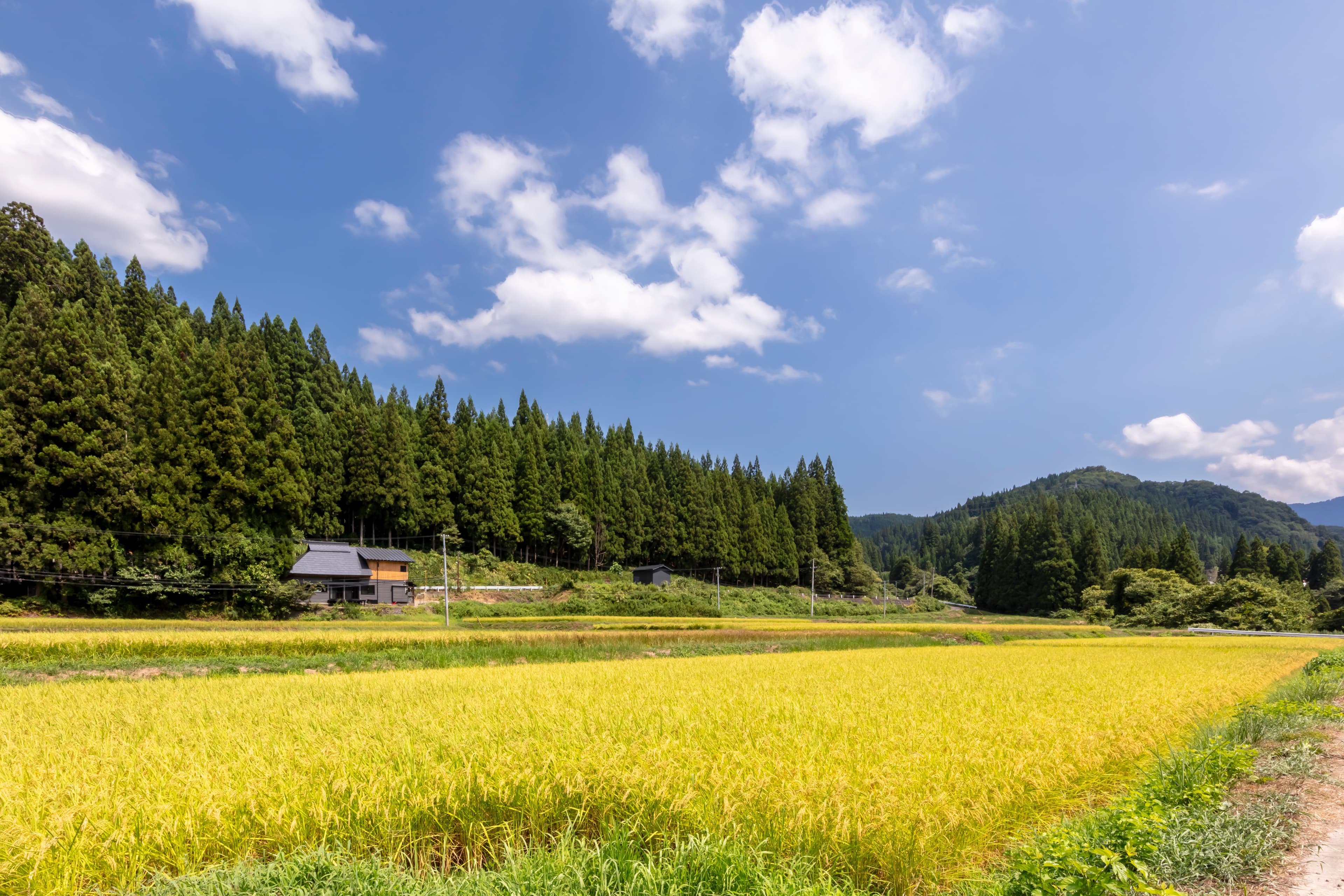 高橋眞也 のカバー画像